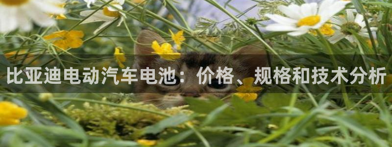 优发国际是大平台吗是真的吗